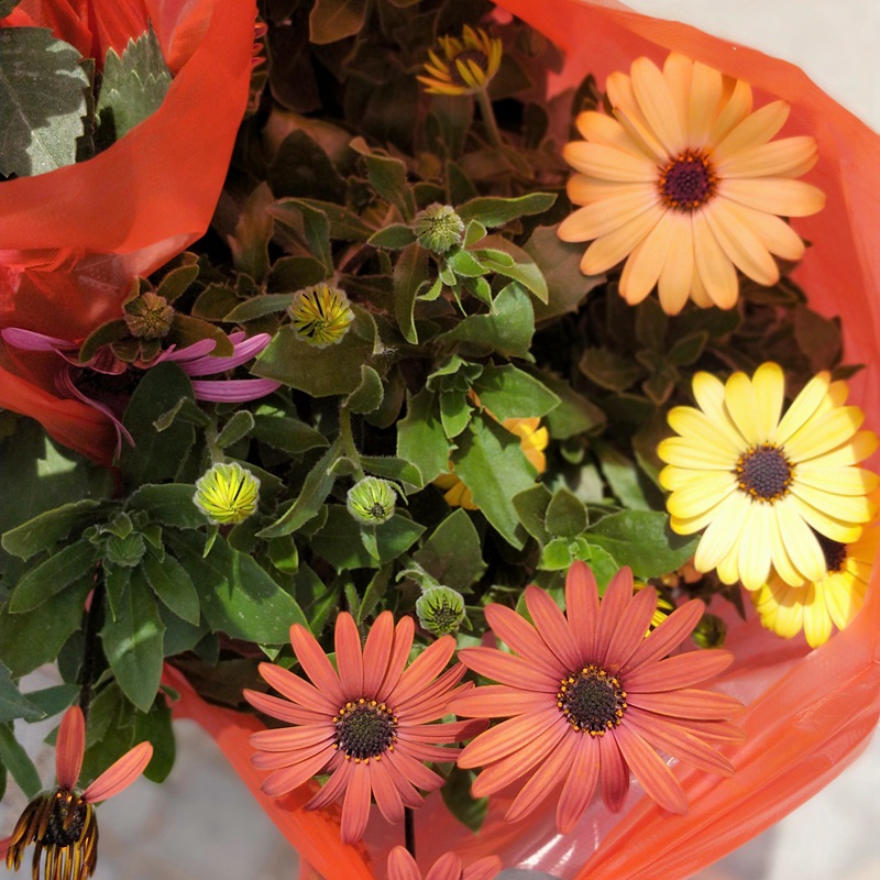 南非萬壽菊 南非萬壽菊