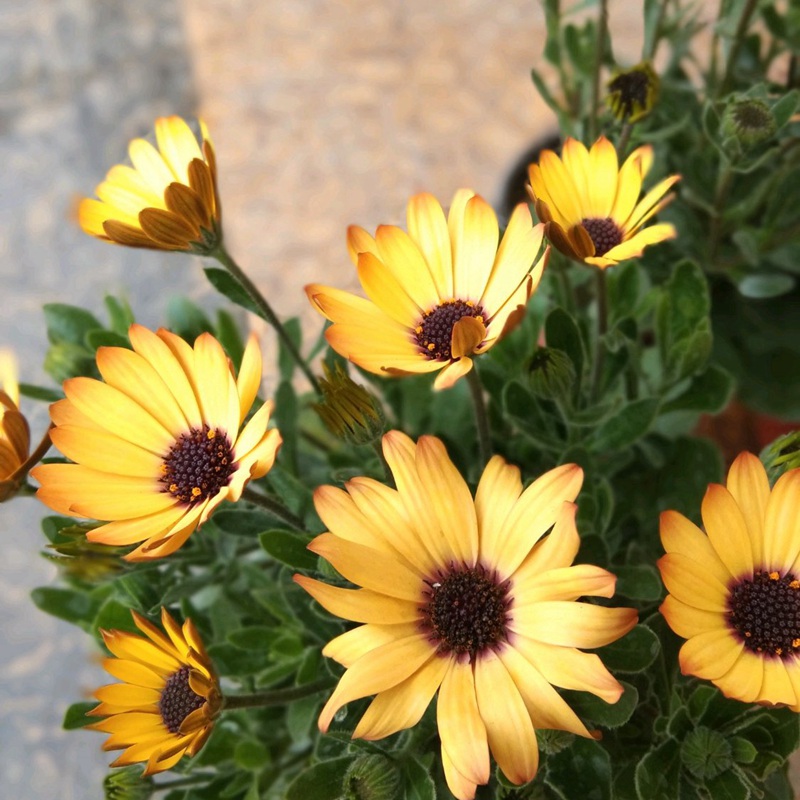 南非萬壽菊 南非萬壽菊