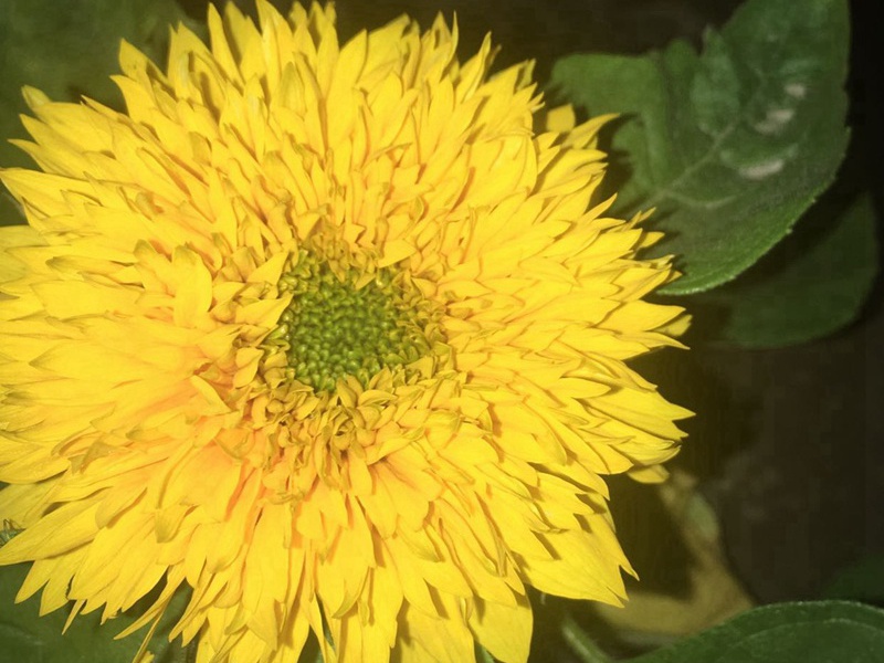 玩具熊向日葵 玩具熊向日葵