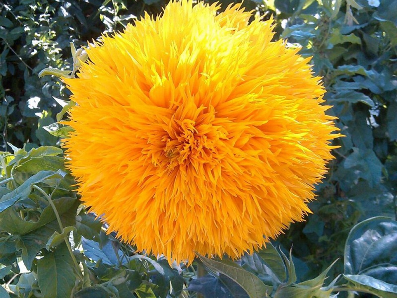 玩具熊向日葵 玩具熊向日葵