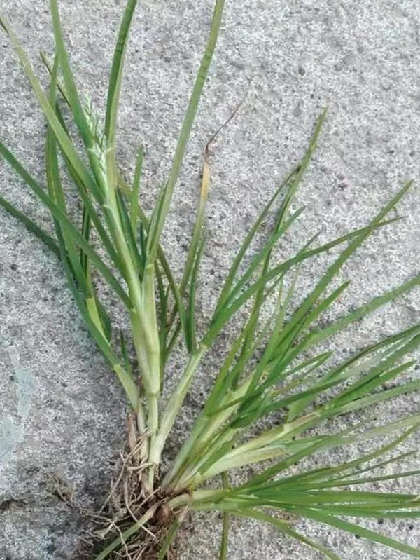 草坪種子——小麥田早熟禾怎么除？有什么方法去除？