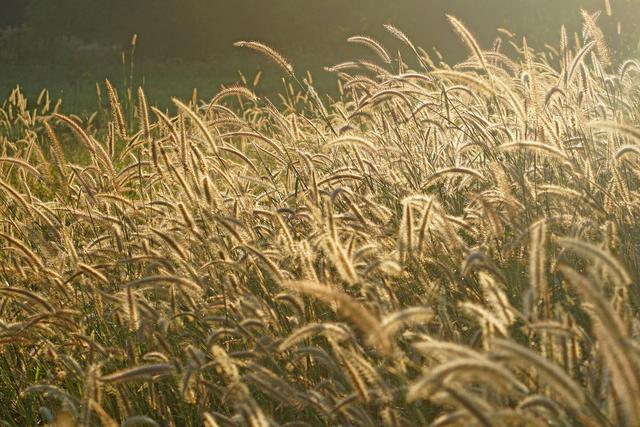 狼尾草的多種用途有哪些與種植方式 狼尾草的多種用途有哪些與種植方式