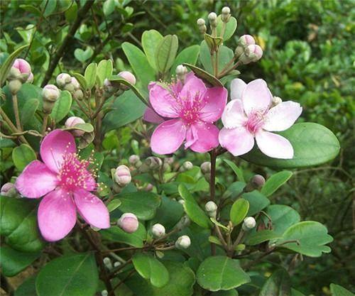 桃金娘可以人工種植嗎?桃金娘種植方法是什么? 桃金娘可以人工種植嗎?桃金娘種植方法是什么?