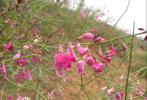花棒主要價值,適合什么樣的環境下生長 花棒主要價值,適合什么樣的環境下生長