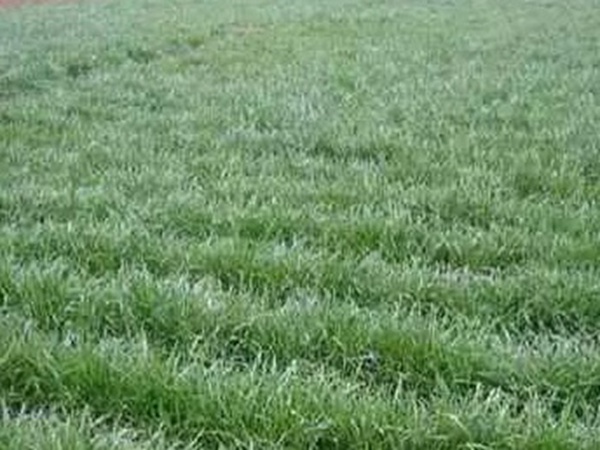 黑麥草什么時候種植比較好?如何種植黑麥草? 黑麥草什么時候種植比較好?如何種植黑麥草?