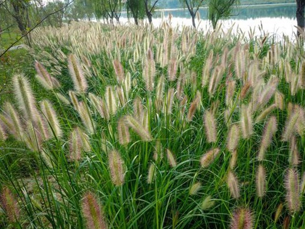 種植牧草需要注意的地方有很多,需要注意什么? 種植牧草需要注意的地方有很多,需要注意什么?
