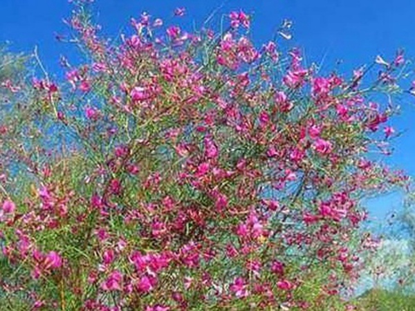 常見植物花棒——耐旱、喜光樹種