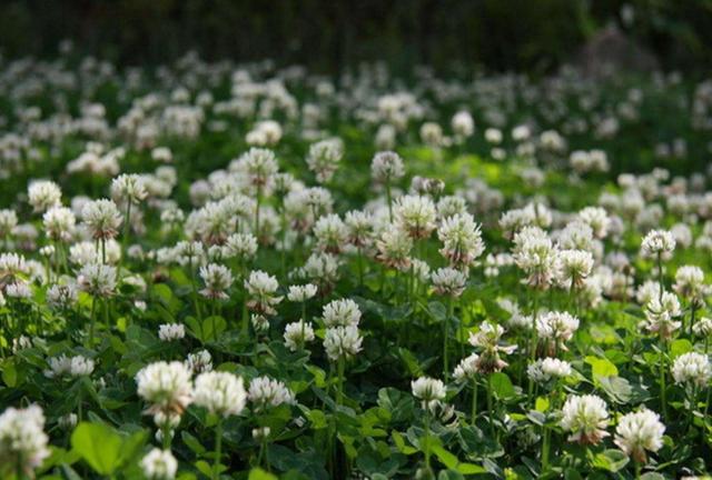 白三葉應該怎么種植?需要哪幾個步驟? 白三葉應該怎么種植?需要哪幾個步驟?