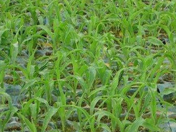 墨西哥玉米草出苗成活率是什么原因,怎么樣提高成活率? 墨西哥玉米草出苗成活率是什么原因,怎么樣提高成活率?