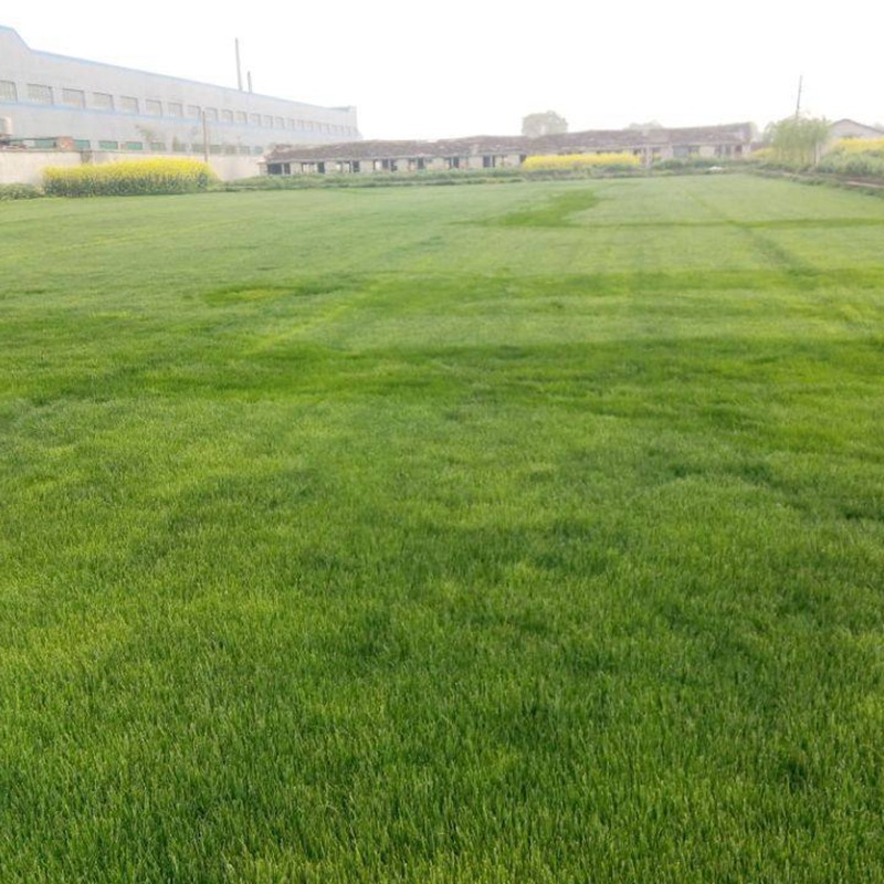 結縷草的功效與作用 結縷草的用途有哪些 結縷草的功效與作用 結縷草的用途有哪些