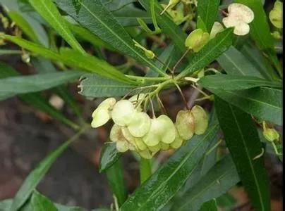 車(chē)桑子繁殖方式以及主要經(jīng)濟(jì)價(jià)值 車(chē)桑子繁殖方式以及主要經(jīng)濟(jì)價(jià)值