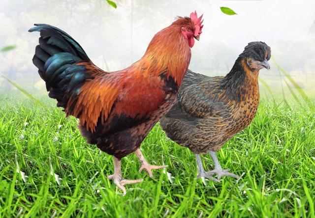 養殖戶注意了,土雞愛吃的八大牧草,有什么需要注意的? 養殖戶注意了,土雞愛吃的八大牧草,有什么需要注意的?
