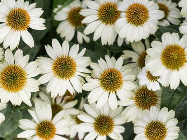 串葉松香飼用價值及方法以及播種技術(shù)