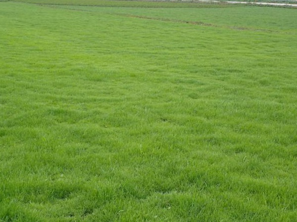 堿茅草種子種植方法是什么,發(fā)芽率怎么樣 堿茅草種子種植方法是什么,發(fā)芽率怎么樣