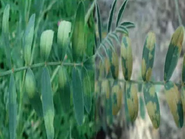 紅豆草莖點霉葉斑病及其防治 紅豆草莖點霉葉斑病及其防治