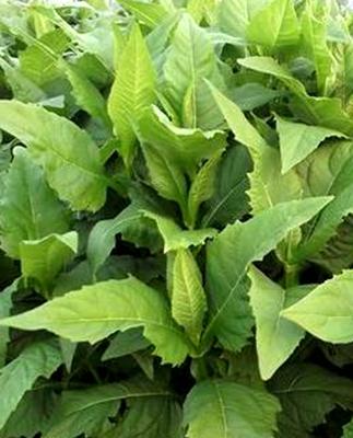 優質高產牧草——串葉松香草的種植方法 優質高產牧草——串葉松香草的種植方法