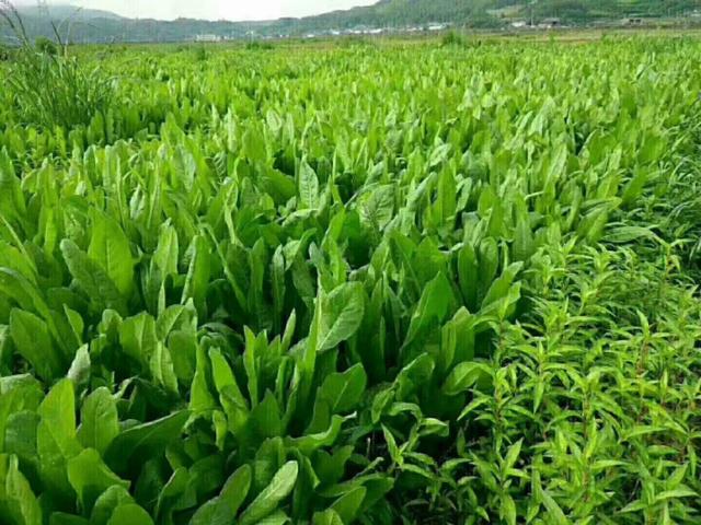 牧草菊苣是多年生嗎?種植方法是什么? 牧草菊苣是多年生嗎?種植方法是什么?