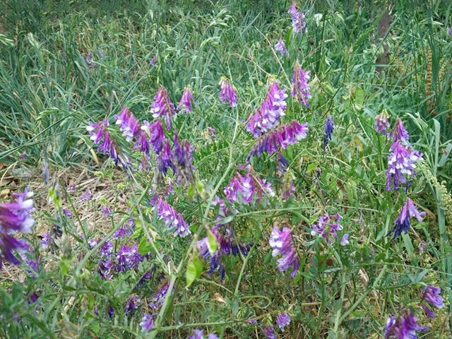 毛苕子的種植技術(shù)介紹以及播種時間 毛苕子的種植技術(shù)介紹以及播種時間