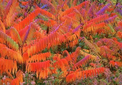 生命力頑強的鹽膚木，鹽膚木基本價值與種植技術介紹