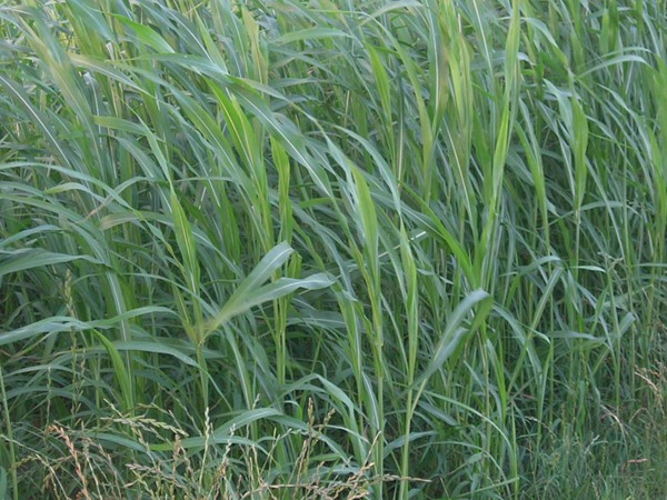 蘇丹草的主要特性與管理要點 蘇丹草的主要特性與管理要點