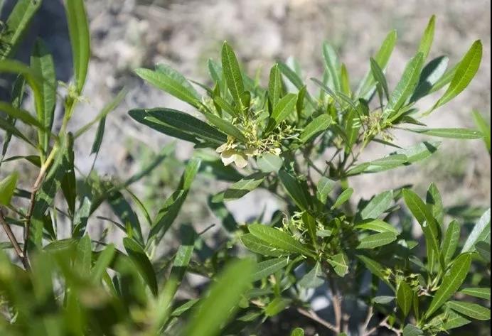 車(chē)桑子繁殖方式以及主要經(jīng)濟(jì)價(jià)值 車(chē)桑子繁殖方式以及主要經(jīng)濟(jì)價(jià)值