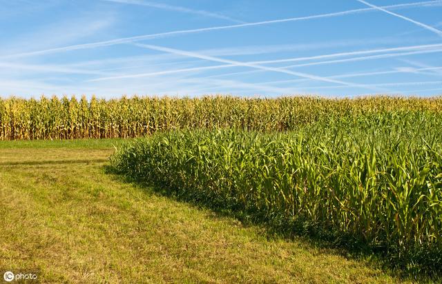 牛羊愛吃的蘇丹草,獲得高產量牧草需要這樣種植 牛羊愛吃的蘇丹草,獲得高產量牧草需要這樣種植