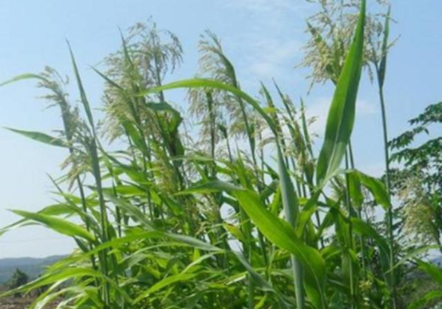 甜高梁種植技巧是什么,如何產量高 甜高梁種植技巧是什么,如何產量高