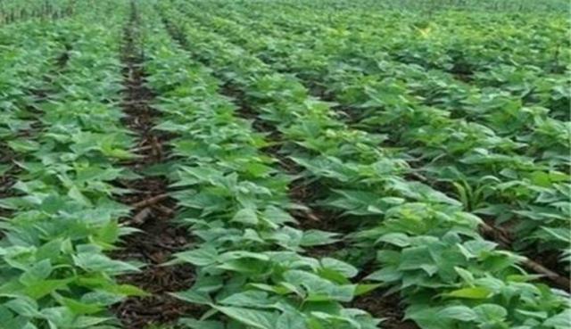 黑豆怎么樣種植?如何提高黑豆高產量? 黑豆怎么樣種植?如何提高黑豆高產量?