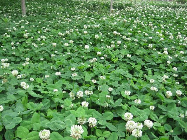 白三葉的種植技術,什么時候種植比較合適 白三葉的種植技術,什么時候種植比較合適