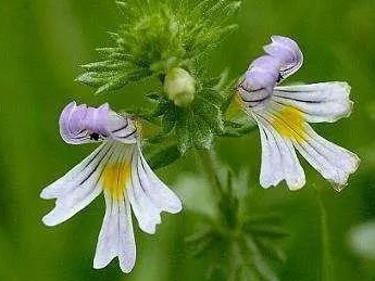 小米草的養(yǎng)殖方法有哪些需要注意的 小米草的養(yǎng)殖方法有哪些需要注意的