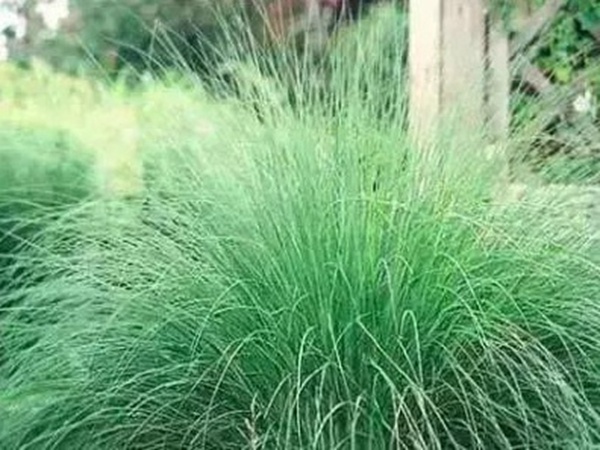 不同氣候地區怎么選擇綠化草種?有什么好的方法? 不同氣候地區怎么選擇綠化草種?有什么好的方法?