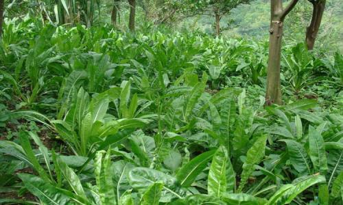 魯梅克斯的前景應用,主要特點是什么? 魯梅克斯的前景應用,主要特點是什么?