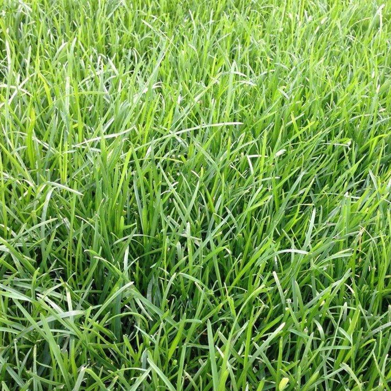 早熟禾草坪雜草發(fā)生規(guī)律及處理方案！