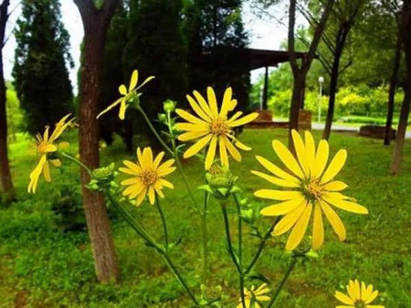 串葉松香草的種植方法,如何種植比較合適? 串葉松香草的種植方法,如何種植比較合適?