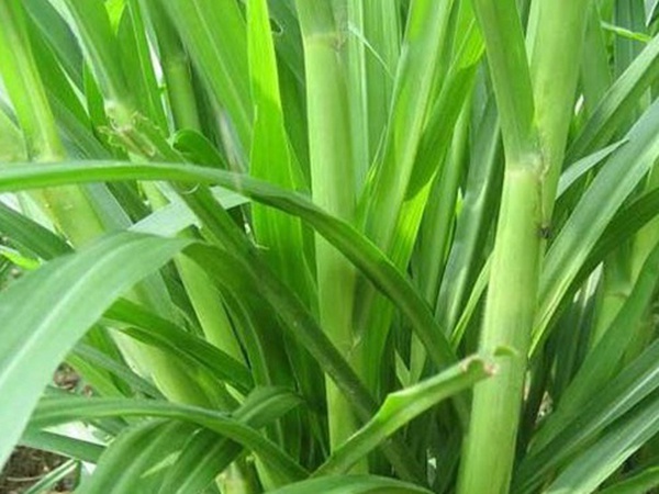 最適合養(yǎng)牛的四種牧草有哪些 最適合養(yǎng)牛的四種牧草有哪些