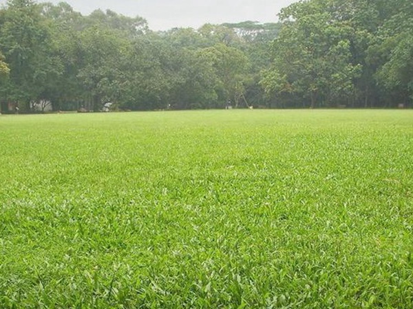 堿茅草種子多久能發(fā)芽,播種方法是什么? 堿茅草種子多久能發(fā)芽,播種方法是什么?