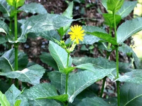 串葉松香草人工種植的時候怎么樣能高產(chǎn)? 串葉松香草人工種植的時候怎么樣能高產(chǎn)?