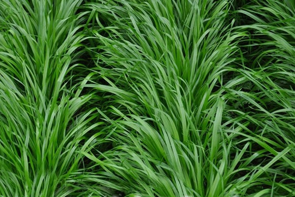 黑麥草什么時候種植比較好?如何種植黑麥草? 黑麥草什么時候種植比較好?如何種植黑麥草?