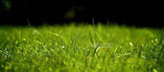 百慕大草坪經濟價值以及播種管理技術 百慕大草坪經濟價值以及播種管理技術