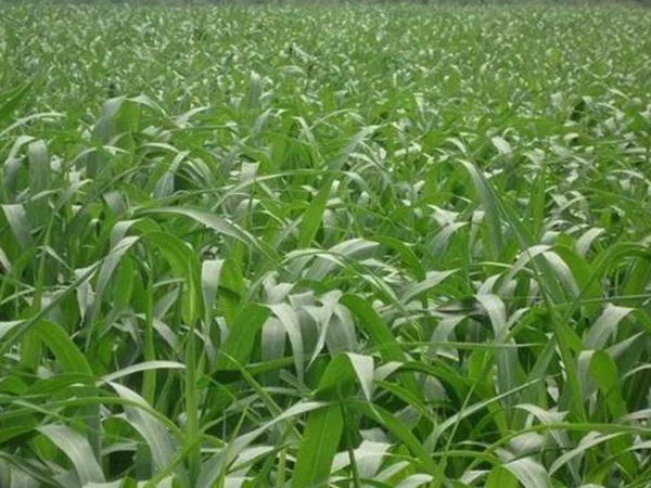 蘇丹草介紹以及主要價值,生長速度 蘇丹草介紹以及主要價值,生長速度