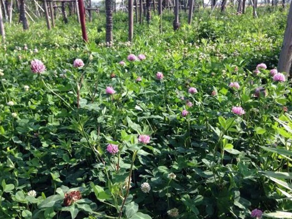 十種優(yōu)質(zhì)牧草及其栽培技術(shù)與方法 十種優(yōu)質(zhì)牧草及其栽培技術(shù)與方法