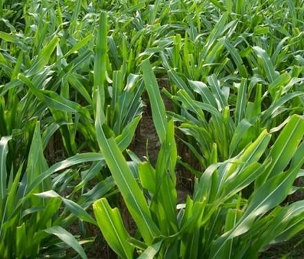 有一種草叫墨西哥玉米草,最適合農(nóng)村養(yǎng)殖戶種植 有一種草叫墨西哥玉米草,最適合農(nóng)村養(yǎng)殖戶種植