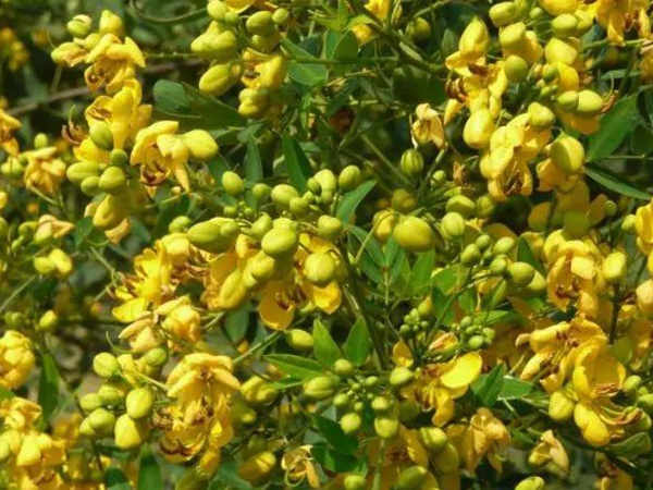 生態綠化種子有哪些,有什么需要注意的 生態綠化種子有哪些,有什么需要注意的