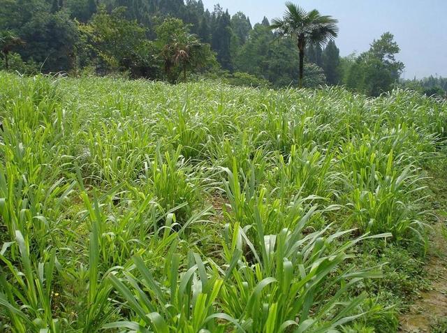 高產牧草種子——毛苕子播種方法 高產牧草種子——毛苕子播種方法