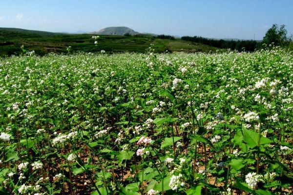蕎麥的產(chǎn)地在哪?蕎麥的高產(chǎn)種植技術(shù)與方法 蕎麥的產(chǎn)地在哪?蕎麥的高產(chǎn)種植技術(shù)與方法