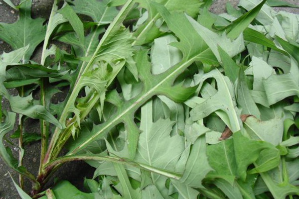 春季栽種苦荬菜種子營養價值高好賣錢 春季栽種苦荬菜種子營養價值高好賣錢