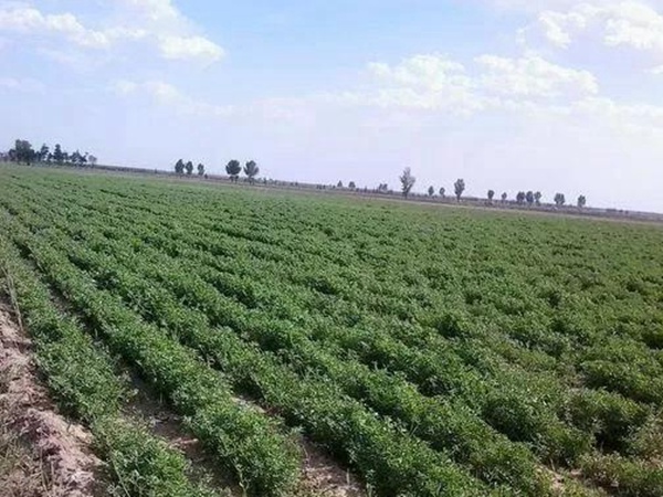 紫花苜蓿的種植技術與田間管理 紫花苜蓿的種植技術與田間管理