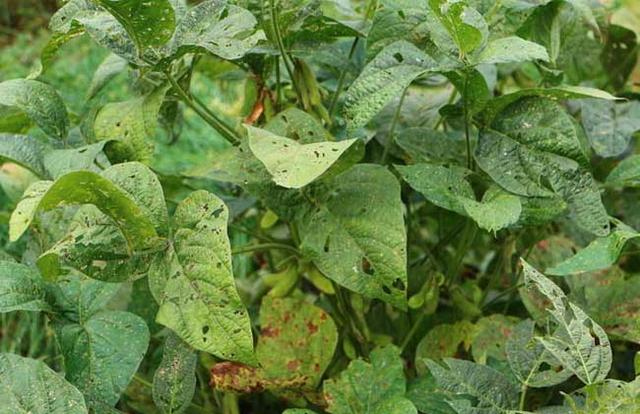 黑豆種植方法有哪些？什么時(shí)候播種比較合適？