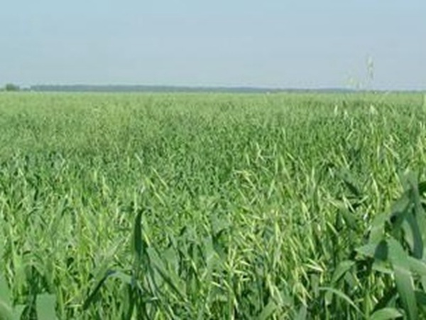 燕麥種植的生長(zhǎng)環(huán)境是怎樣的？有什么需要注意的？