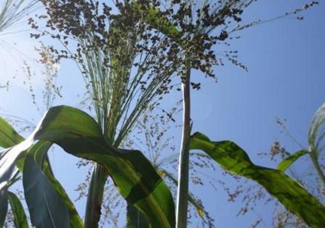 甜高梁種植技巧是什么,如何產量高 甜高梁種植技巧是什么,如何產量高